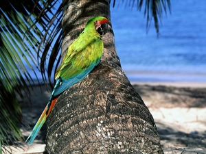 sea, Palm, parrot