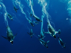 sea, diving, penguin