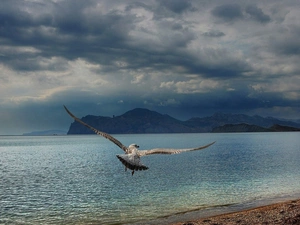 seagull, Clouds, Sky, sea