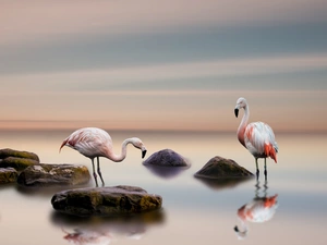 sea, flamingo, Stones