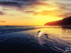 Swans, Great Sunsets, sea