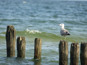 The Baltic, seagull, sea