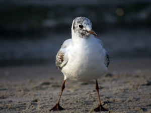 seagull