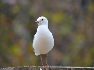seagull