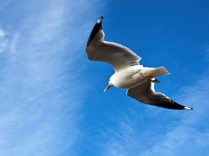 seagull