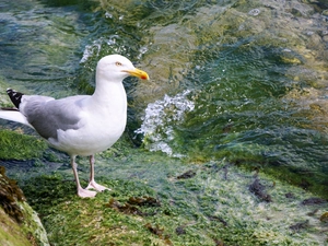 seagull