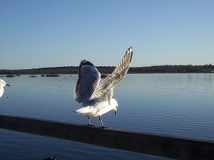 seagull, crash barrier