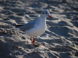 seagull, Beaches