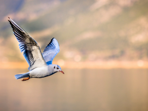 seagull, flying, Bird