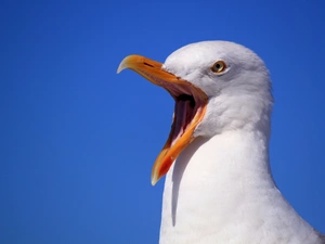 seagull, Bird