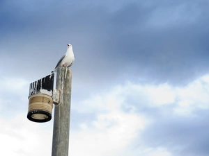 seagull, Sky, clouds