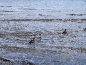 seagull, sea, ducks