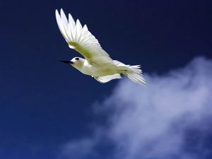 seagull, flight