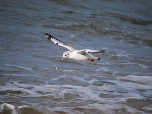 seagull, food