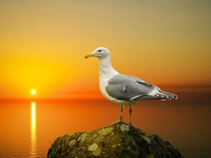 sea, seagull, Great Sunsets, Stone
