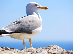 seagull, Sky