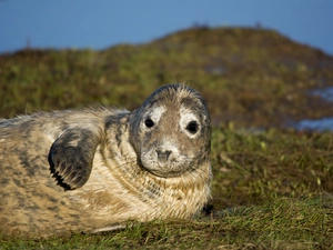 seal, grass
