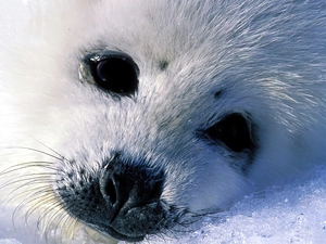 seal, mouth