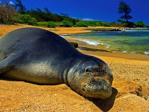 seal, sea, Sand