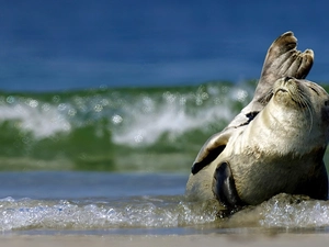 seal, sea