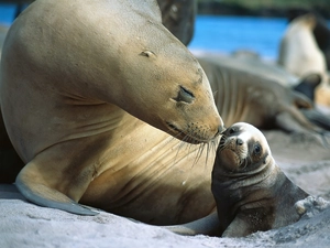 smoll degree, mother, seal