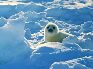 seal, snow