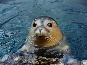 seal, water