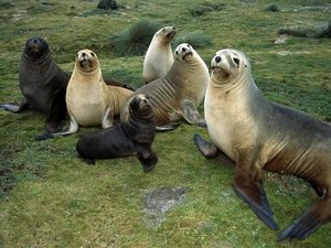 seals, grass