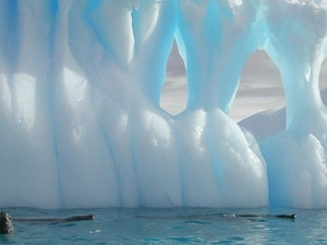 seals, Mountains, ice