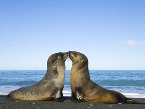 seals, Two, kissable