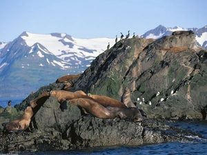 seals, Mountains