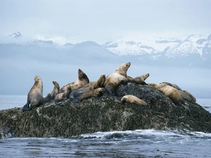 seals, Rocks