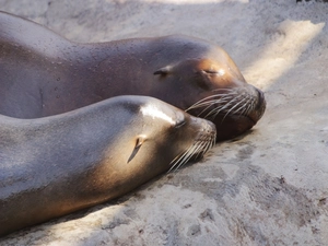 seals, Two, Sleeping