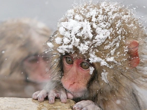 very sensible, pud, snow, Monkey