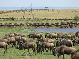 grass, Antelope, Migration, Serengeti, water, wildebeest