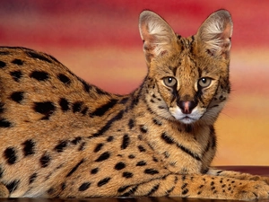 Serval