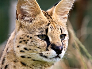 Serval