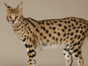 Serval, wild, cat