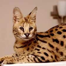 young, Serval