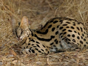 Serval