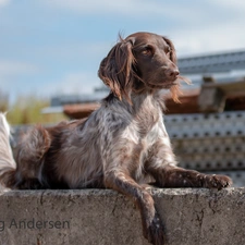 ledge, dog, English Setter