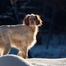 snow, dog, English Setter