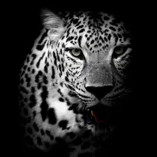 Black and white, Leopards, shadow