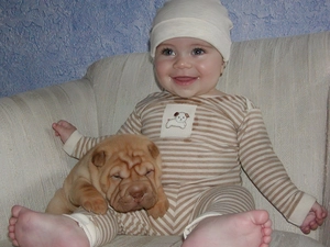 happy, Kid, Puppy, Shar Pei, honeyed