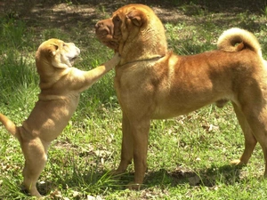 adult, Shar Pei, grass, Puppy