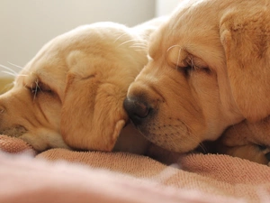 Two cars, puppies, Shar Pei, Sleeping