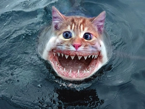 shark, dangerous, cat