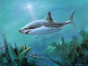 shark, deep