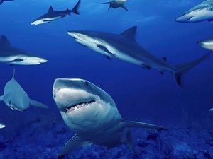 Sharks, deep