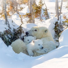 she-bear, winter, trees, viewes, Little bears, Polar Bears